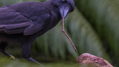 Endangered Hawaiian crow’s newly discovered tool use ‘of great significance’