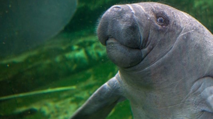 FWC bust man riding a manatee in Florida Keys