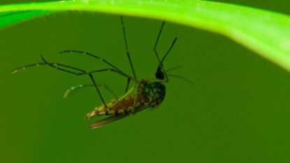 First batch of mosquitoes tests positive for West Nile Virus