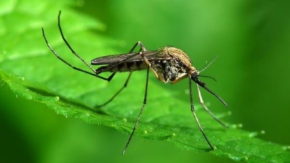 First case of Zika confirmed in Nassau County