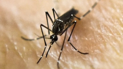 Zika causes deafness in about 6% of cases