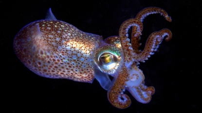 Atlantic Ocean National Monument Created Off Cape Cod