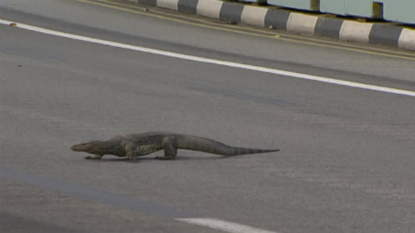 Giant lizard surprises Formula One driver Max Verstappen on Singapore GP track