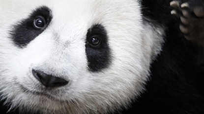 Ginat pandas no longer an endangerd species; gorrilla numbers decline