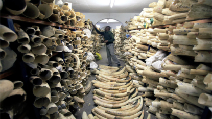 Global conservation community urges world to put ban on domestic ivory trade