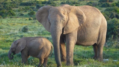 Global efforts against ivory traffickers still falling short