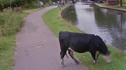 Mysterious cow milks its five minutes of fame on Google Street View