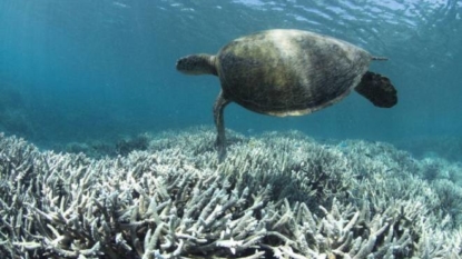 Great Barrier Reef recovering