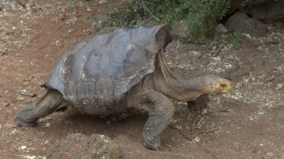 Galapagos tortoise fathers 800, saves species