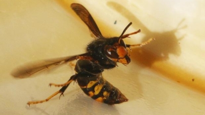 ‘Killer’ hornets arrive in the United Kingdom for first time ever