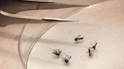 West Nile Virus Case Confirmed in Mississauga