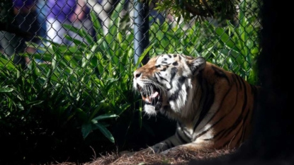 LSU’s tiger mascot will not take the field this season