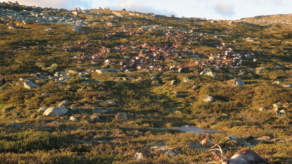 Lightning strike kills hundreds of reindeer