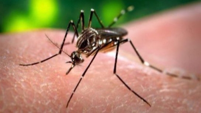 1 confirmed dead from West Nile virus in Shelby County