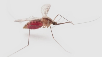 Mississippi bumps up to 19 West Nile virus cases this year