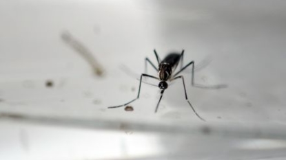 Mosquitoes test positive for Zika virus for first time in U.S.