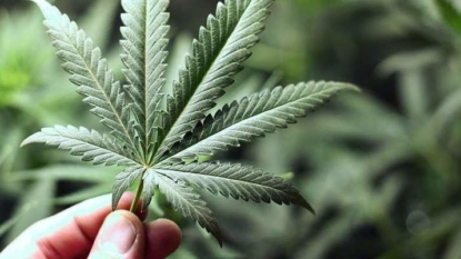 Nashville becomes 1st city in Tennessee to decriminalize small amounts of pot