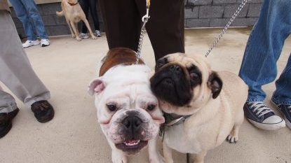 Blessing of the Animals at St. Theresa’s in Eagle