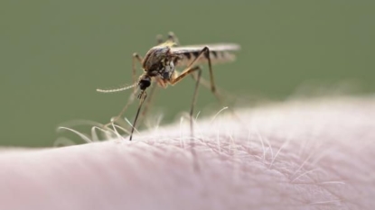 North Dakota reports first West Nile death