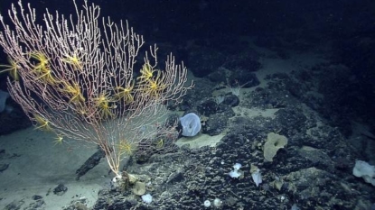 Obama creates first marine national monument in Atlantic