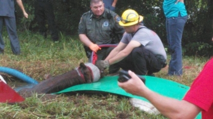 Workers Free Horse That Fell Into Septic Tank Hole in Central Florida