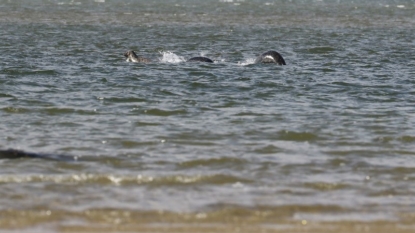 Photographer Claims To Have Caught The Loch Ness Monster On Camera