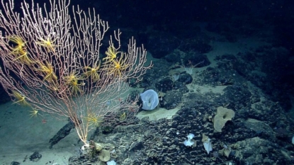 President Obama designates first marine national monument in Atlantic Ocean