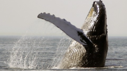 Most humpback whales coming off ESA list