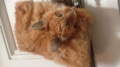 Purse made from dead cat sells at auction in spite of complaints