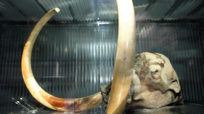 Questions arise after excavation of California mammoth skull