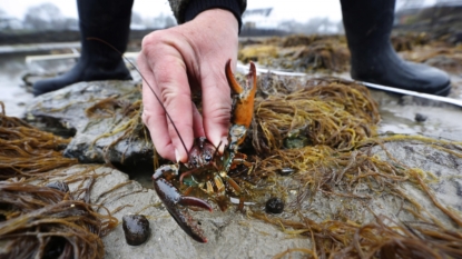 Maine pols, lobster industry digging in on Sweden ban call