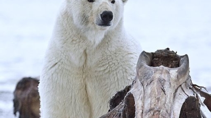 Russian Scientists Stationed at Lonely Arctic Outpost Now Also Surrounded by Bears