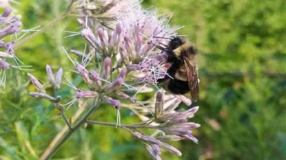 Rusty patched bumble bee recommended for endangered list