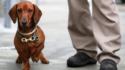 Scientists discover dogs can understand human speech