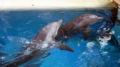 Dolphin communication: Conversation between two dolphins recorded for first time