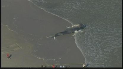 Dead humpback whale washes up on beach in New Jersey