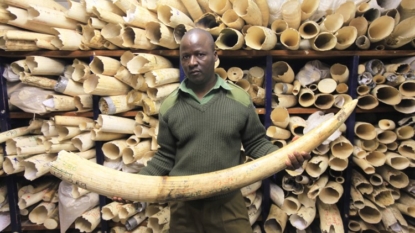 Species body says extra elephant protection could boost ivory trade