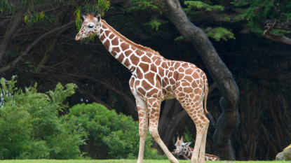 Surprising Discovery: Giraffes Have More Than One Species