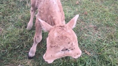 Two-headed calf in Kentucky has a heartwarming story