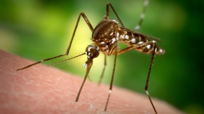 Redmond horse tests positive for West Nile