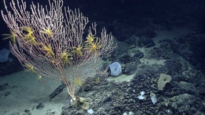 President Obama creates the Atlantic’s first-ever marine national monument