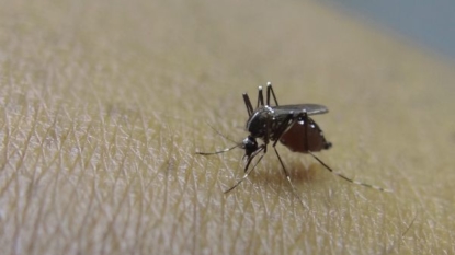 More Cases of Travel-Related Zika Confirmed in Missouri