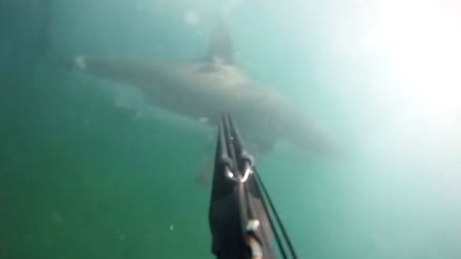 Diver Captures Terrifying Great White Shark Attack With GoPro