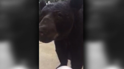 Video shows Florida woman’s close encounter with bear