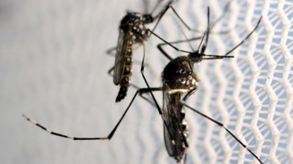 Scientists Warn Nigeria Of Zika Virus