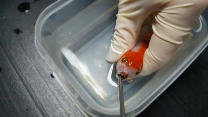 Woman spends almost £300 saving pet goldfish’s life