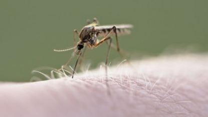 1 new West Nile virus case brings Mississippi total to 21