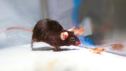 Researchers turn mice into bloodthirsty killing machines