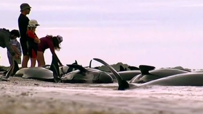 More than 400 Whales left stranded on New Zealand beach