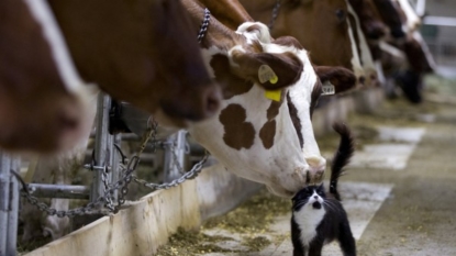 Trump vows to solve dairy dispute with Canada